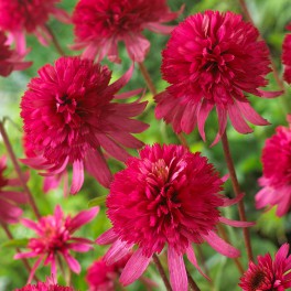 Plante rocaille vivace plein soleil