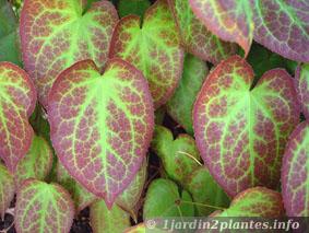 Plante de rocaille rustique