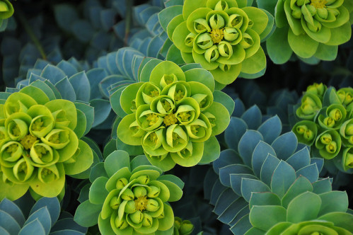 Plantes de rocailles plein soleil