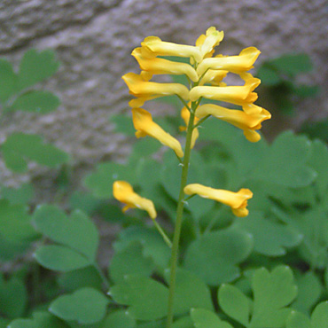 Plante jaune des talus