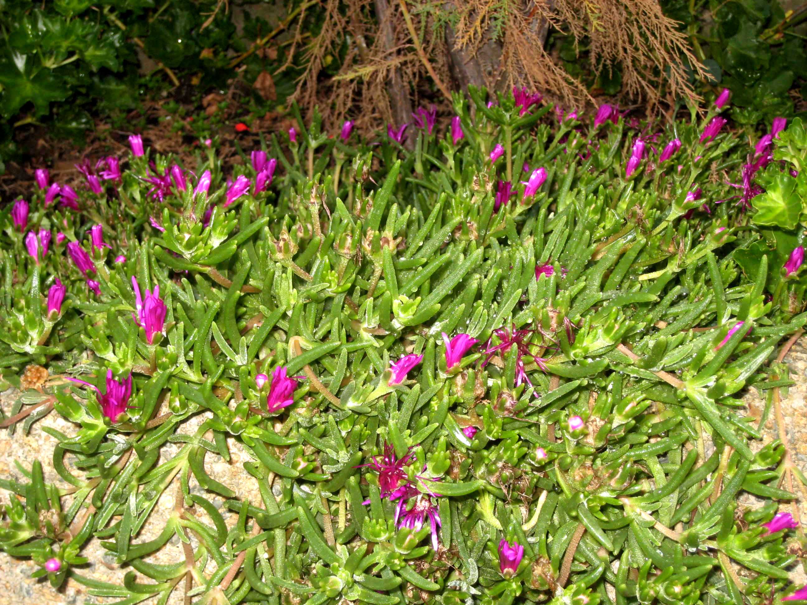 Plante grasse rampante fleurs roses