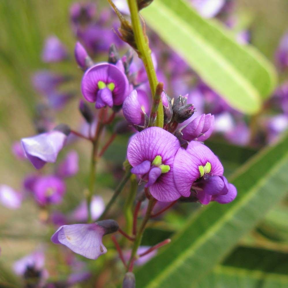 Plante fleurie violette