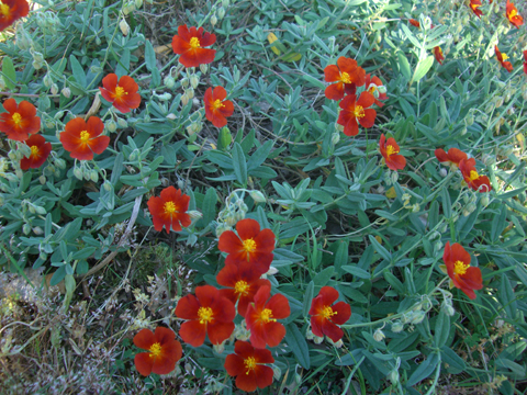 Plantes de rocailles vivaces plein soleil