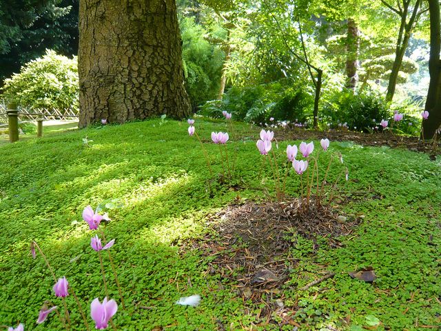 Quelle plante pour terrain rocailleux