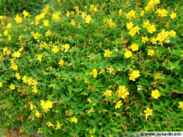 Plante des talus a fleurs jaunes