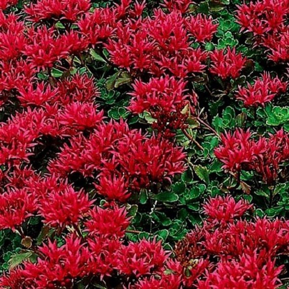 Sedum couvre sol rouge