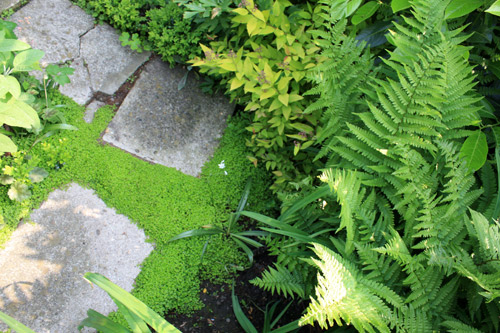 Jardin japonais plantes couvre sol