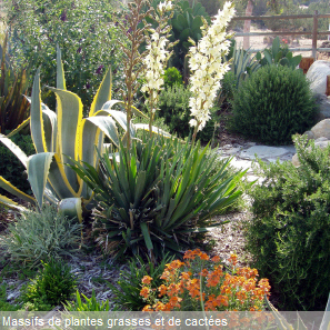 Plantes jardin méditerranéen