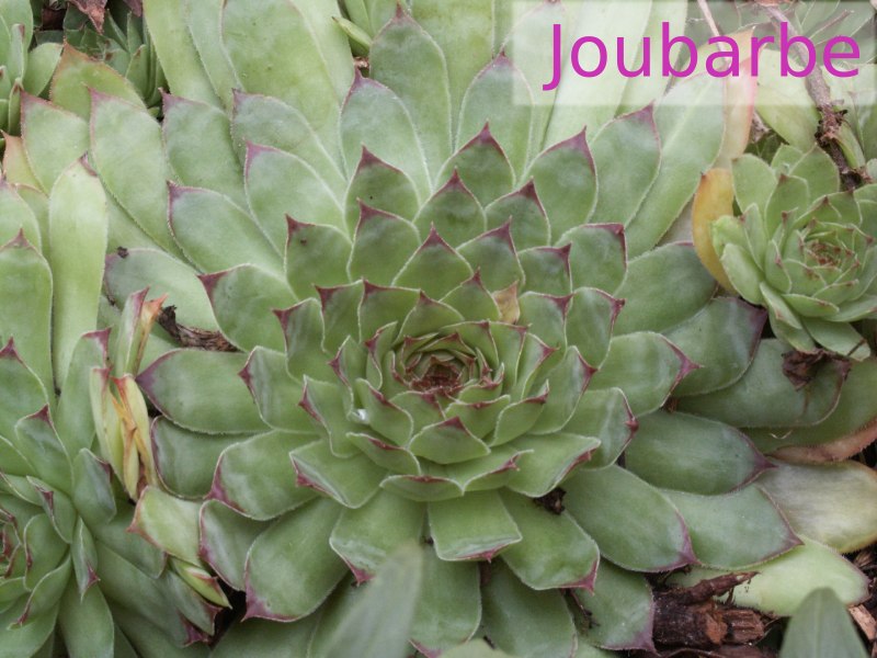 Plantes rocailles couvre sol