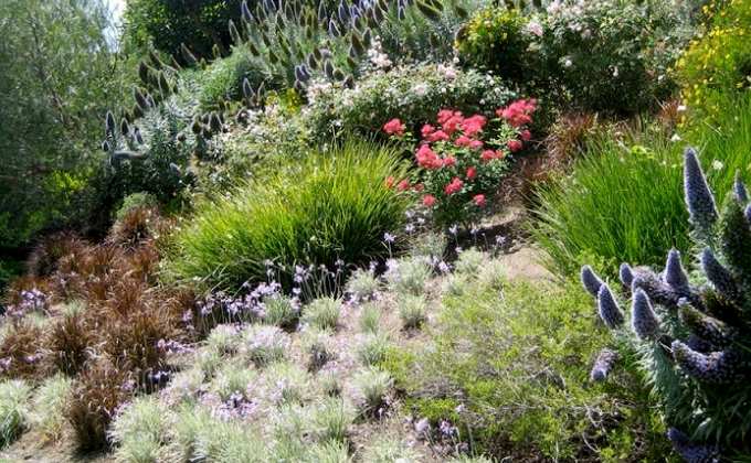 Plantes pour talus baché