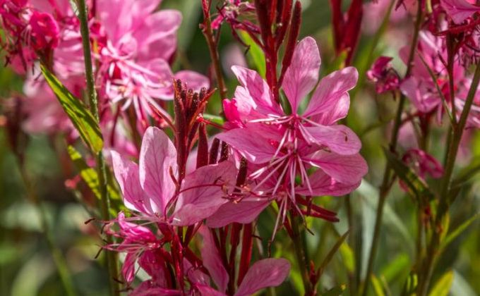 Plantes vivaces de petite taille