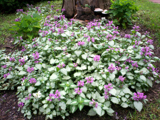 Plantes tapissantes pour talus