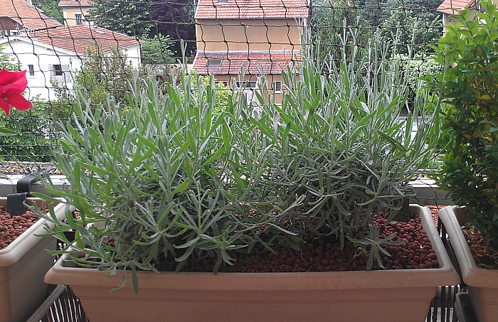 Plante de balcon
