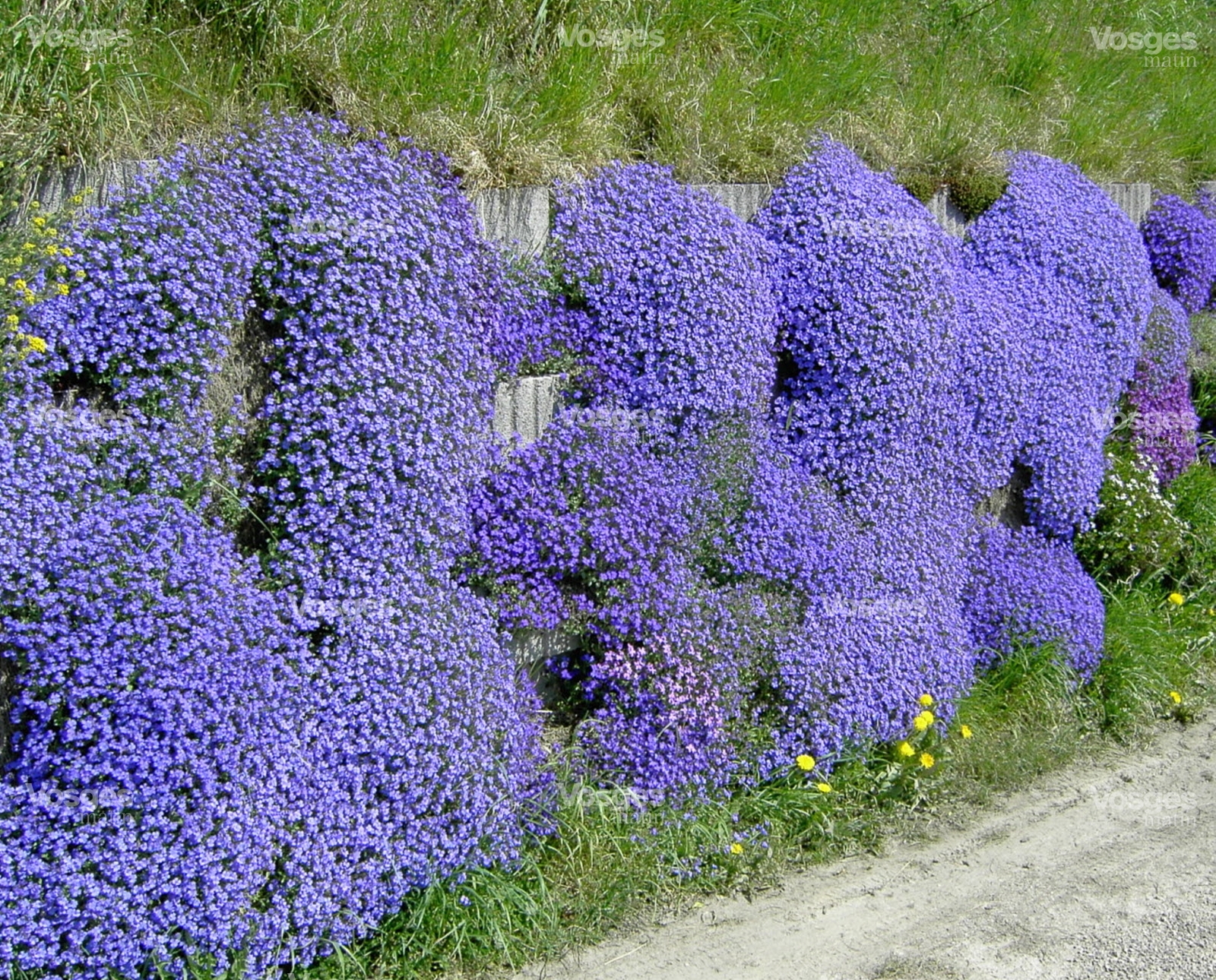 Plante tapissante pour rocaille