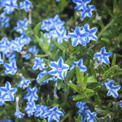 Petites fleurs bleues tapissantes