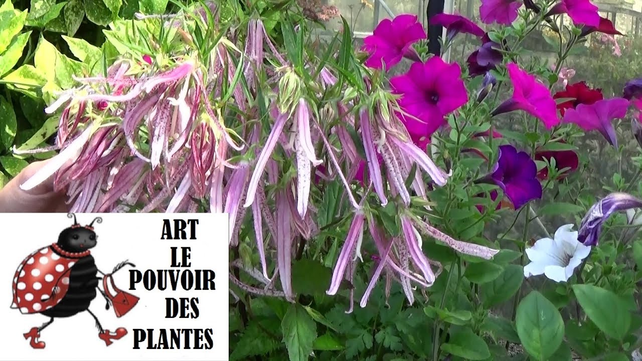 Taille plantes vivaces