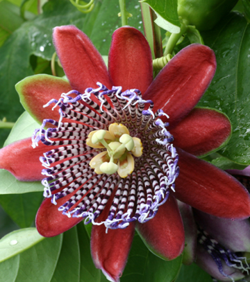 Arbuste à fleur de passion