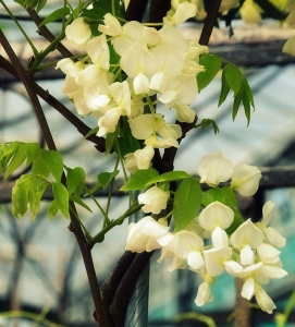 Plantes grimpantes feuillage persistant