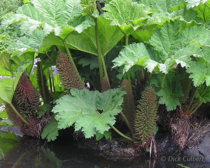 Plantes jardin humide