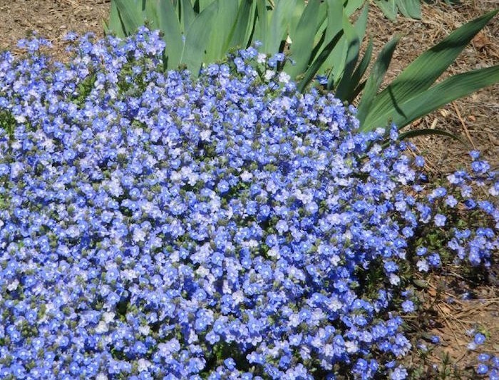 Fleurs rampantes et tapissantes