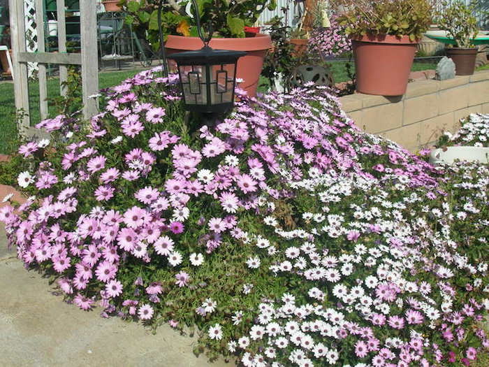 Plantes vivaces couvre sol pour talus