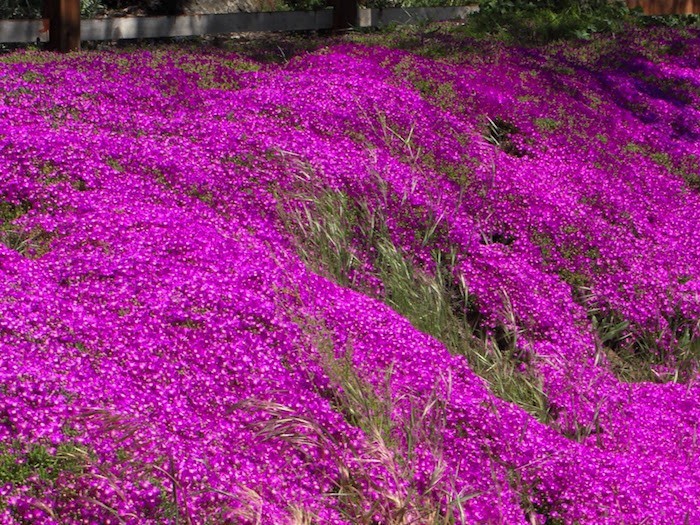 Plantes vivaces rampantes