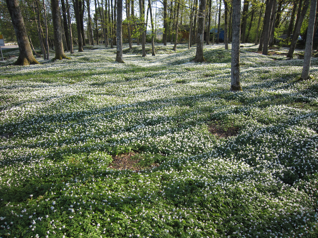 Pervenche couvre sol