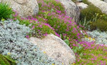Plantes vivaces fleuries pour rocaille