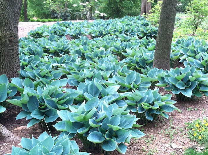 Fleur couvre sol