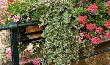Plantes vivaces retombantes