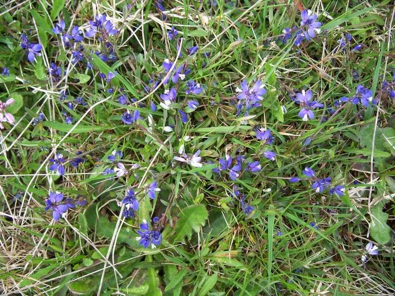 Mauvaise herbe rampante fleur bleue