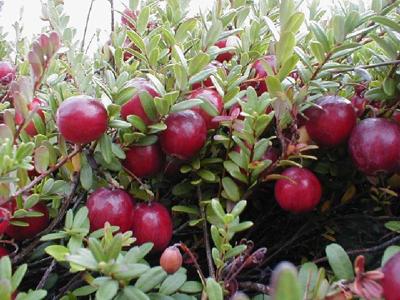 Plante canneberge