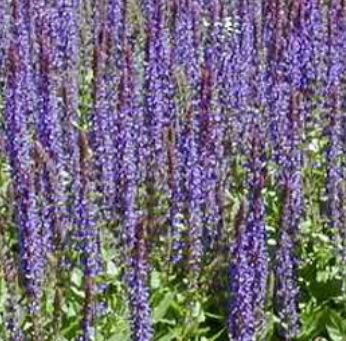 Plante vivace violette