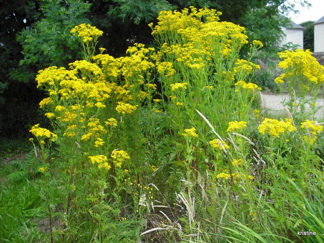 Plante jaune des talus