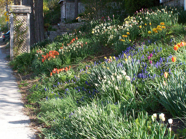 Fleurs pour talus vivaces