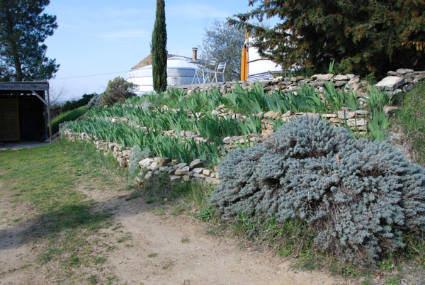 Plantes pour butte