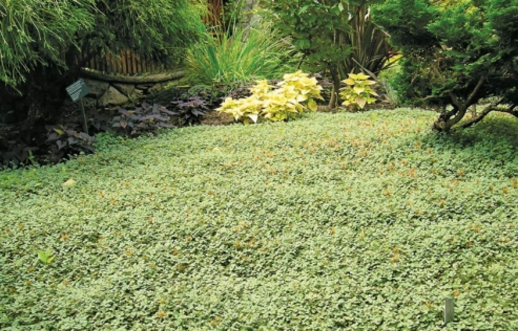 Couvre sol pour remplacer gazon