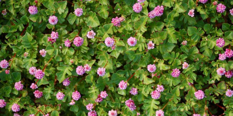 Plante grasse rampante fleurs roses