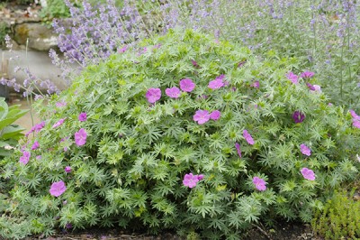 Plantes vivaces couvre sol feuillage persistant