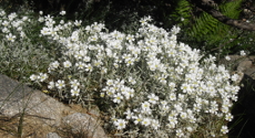 Fleurs couvre sol vivace