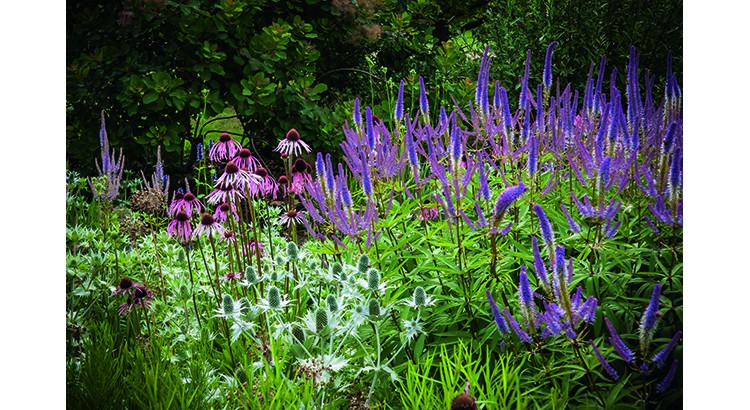 Plantes vivaces pour jardin sec